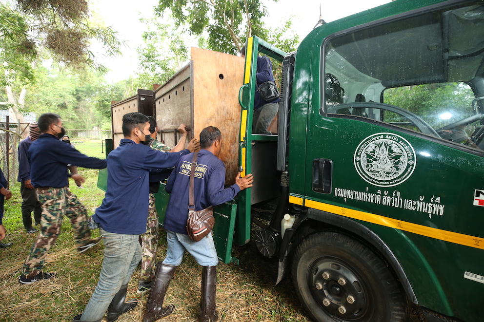 Auswildung von Sambar