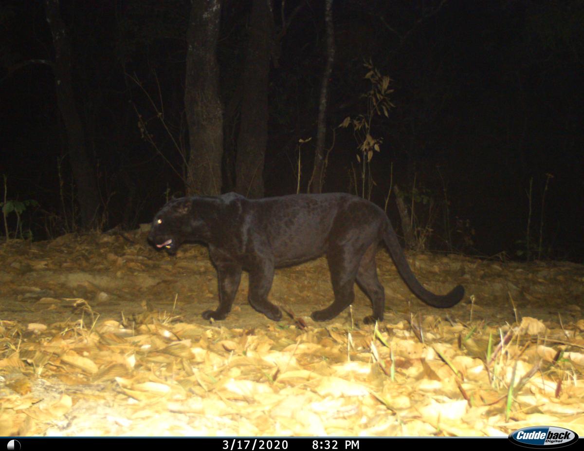 Kamerafallenbild Panther