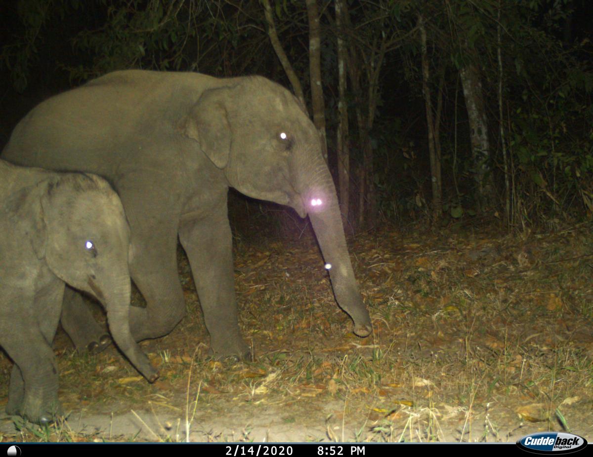 Kamerafallenbild Elefanten