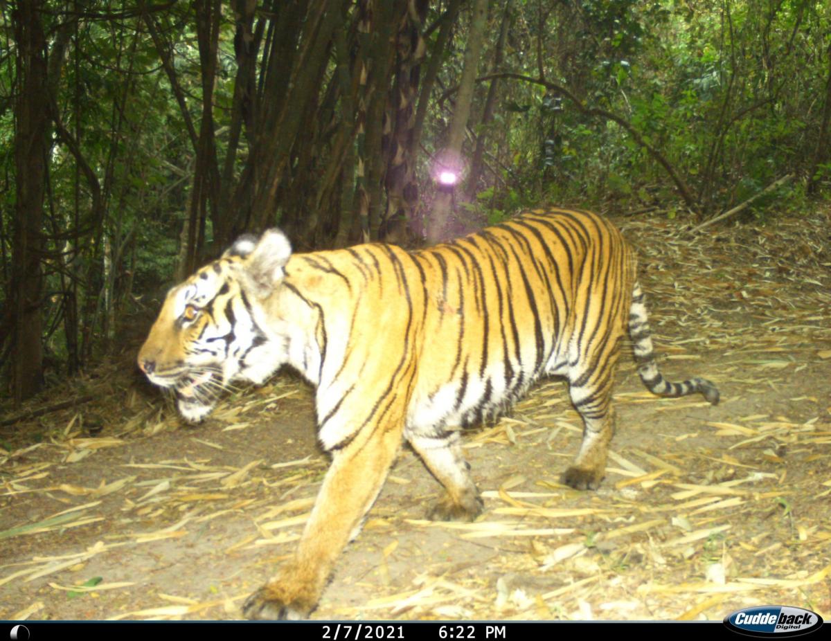Camera trap photo tiger