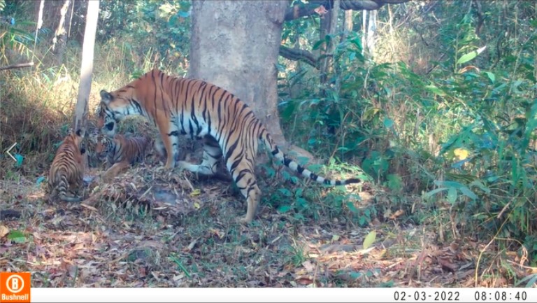 Tigerweibchen mit Nachwuchs