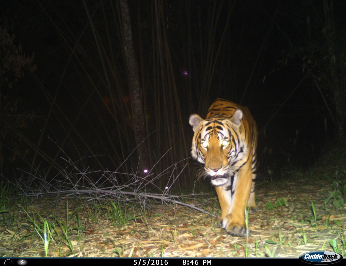 Tigers in the Mae Wong National Park