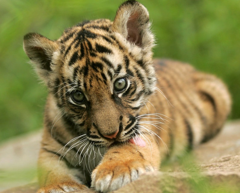 Tigerbaby