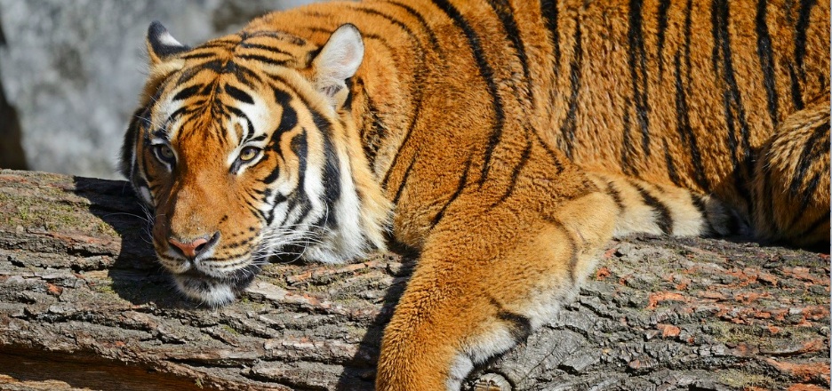 Full Indochinese Tiger Information